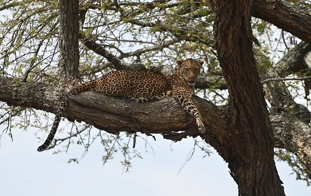 Big Five Memory, le plus mythique des circuits de safaris en Tanzanie