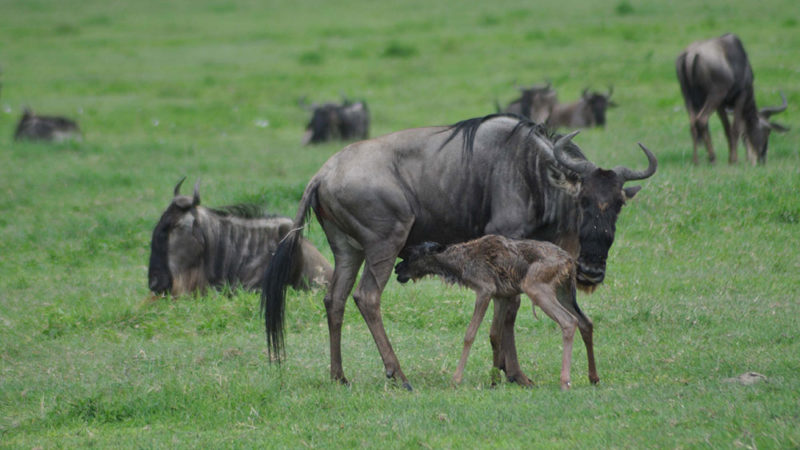 Safari à l'aire de conservation Nogongoro organisé par Memory Safaris