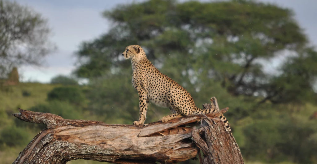 Circuit Duma Memory - Safari en Tanzanie proposé par Memory Safaris