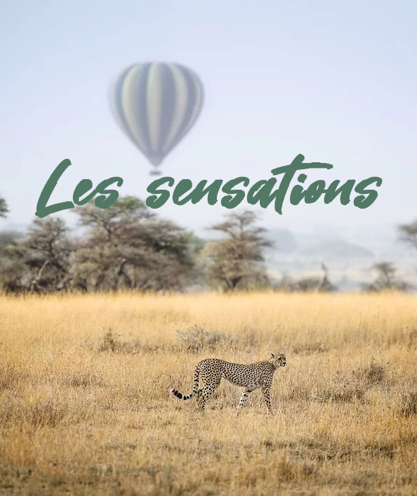 Memory Safaris vous propose un grand choix de destinations en Tanzanie, pour un maximum de sensations.