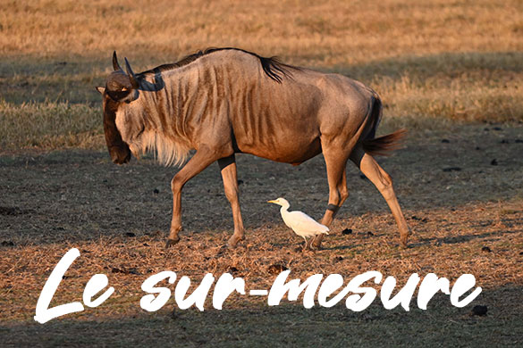 Safaris et des excursions sur-mesure en Tanzanie - Memory Safaris