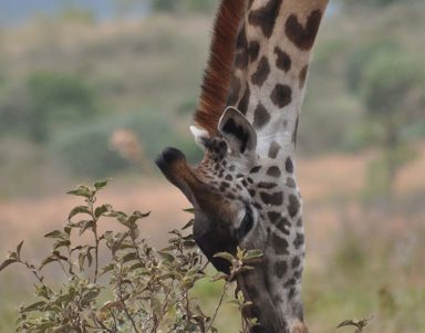 Safari au Parc National Arusha du Nord de la Tanzanie