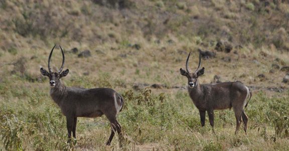 Safari au Parc National Arusha du Nord de la Tanzanie