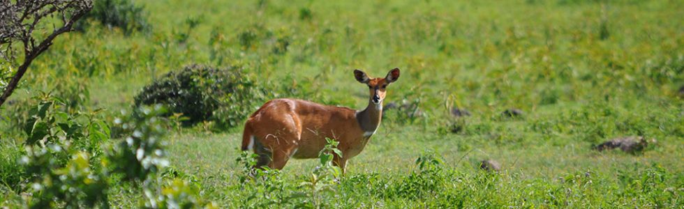 Safari au Parc National Arusha du Nord de la Tanzanie